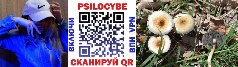 хочу наркоту  Зуевка  Псилоцибиновые грибы Psilocybe 